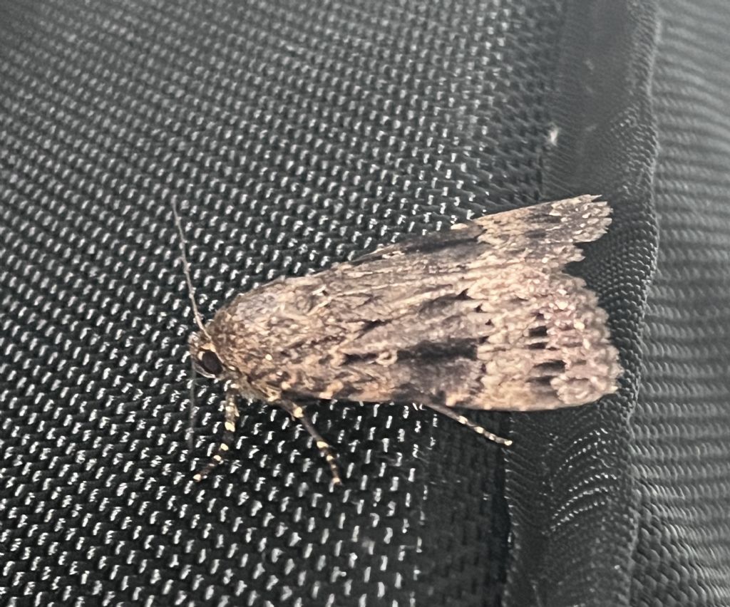 Amphipyra pyramidea - Noctuidae